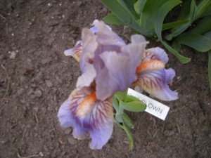 Denne lille smukke iris er lige kommet i blomst